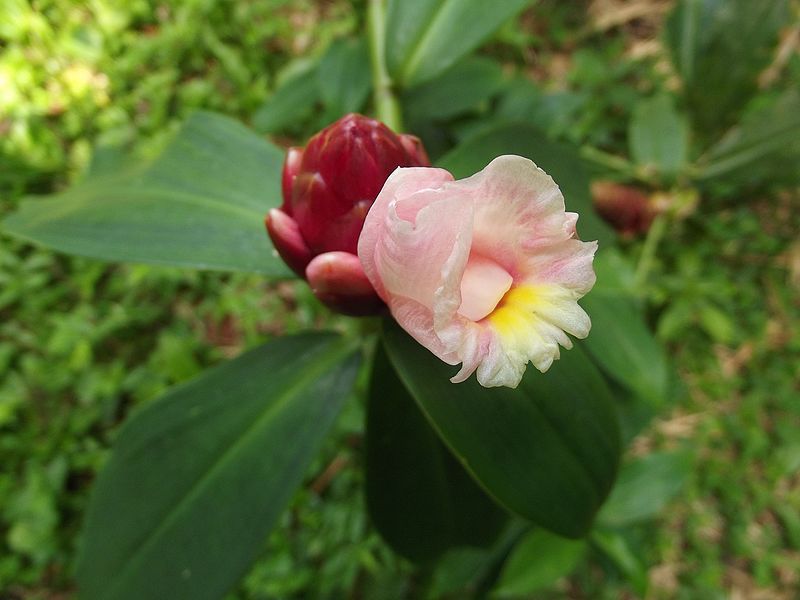 File:Caninha do Brejo.jpg