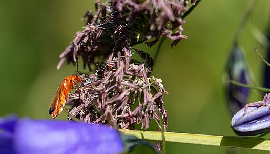 Cantharidae on Campanula rotundifolia