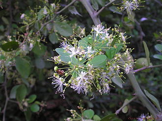 330px-Capparis_sepiaria_L..jpg