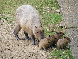 Capybara