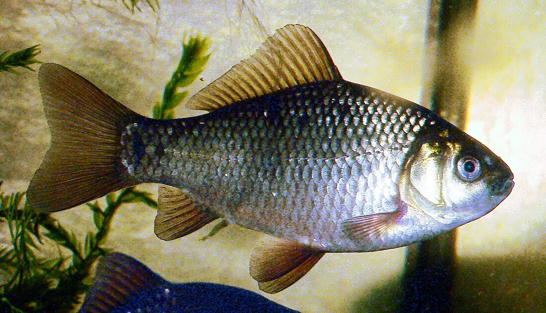 File:CarassiusCarassius8.JPG