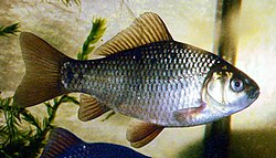 A golden colored fish with silvery highlights, facing right