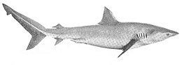 Side view of a shark with a slightly arched profile behind the head, a triangular first dorsal fin, and a large, asymmetrical tail