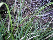 Carex dissita 11. JPG
