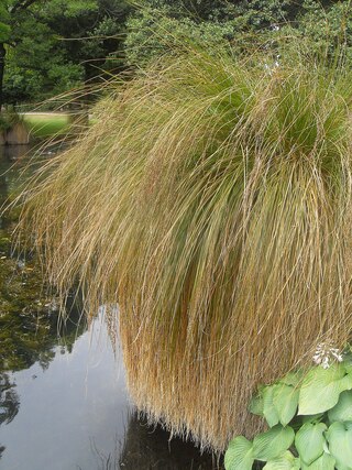 <i>Carex secta</i> Species of grass-like plant
