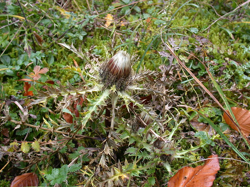 File:Carlina acaulis bud.jpg