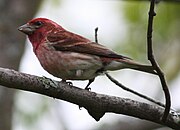 Carpodacus purpureus 01 crop.JPG