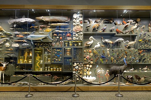 Vitrine im Hessischen Landesmuseum Darmstadt. (besitzt Exponate aus dem Welterbe Grube Messel.) UNESCO-Weltnaturerbe Deutschland, Hessen