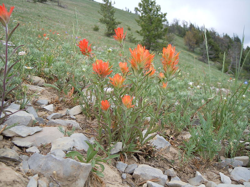 File:Castilleja crista-galli (5062621112).jpg