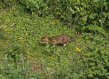 Cat hunting, Torquay - geograph.org.uk - 1870561.jpg