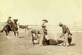 Cattle branding (Grabill 1888).jpg