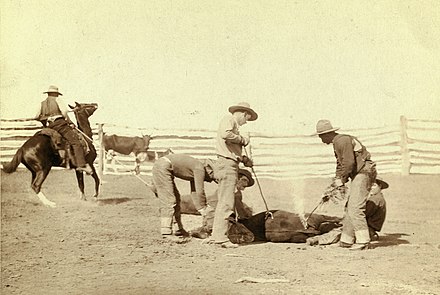 Branding calves, 1888