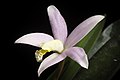 Cattleya reginae