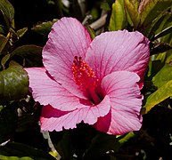 Cayena (Hibiscus rosa-sinensis), jardín del molino, Sierra de San Felipe, Setúbal, Portugalsko, 2012-05-11, DD 02.JPG