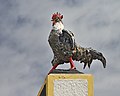 * Nomination Cayenne, French Guiana, place du Coq, rooster at the top of the monument in the centre of the square. for the entire monument, see 'Other versions' in the file description. --Cayambe 14:39, 13 May 2015 (UTC) * Promotion Good quality. --Hubertl 14:59, 13 May 2015 (UTC)