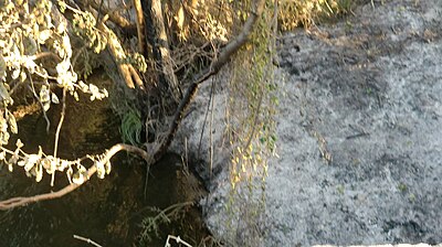 Cendra vora el riu Muga a Pont de Molins