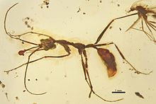 Ceratomyrmex ellenbergeri NIGP164022 profile.jpg