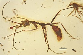 Ceratomyrmex ellenbergeri Perrichot et al., 2016