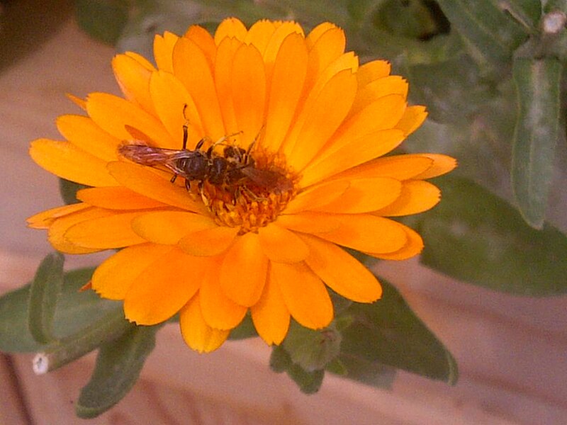 File:Cerceris rybyensis killing an halictid bee-20140819-1.jpg