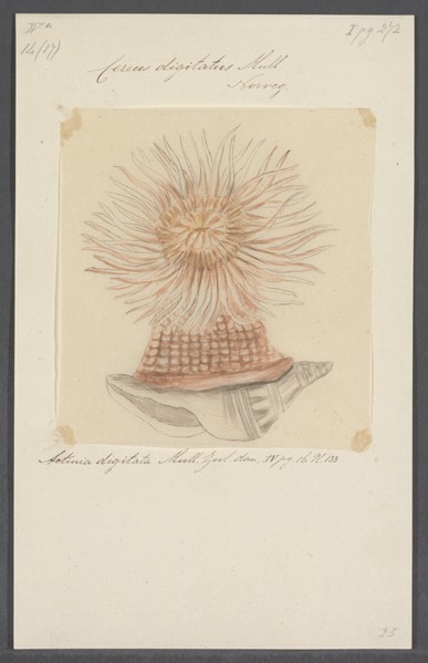 File:Cereus digitatus - - Print - Iconographia Zoologica - Special Collections University of Amsterdam - UBAINV0274 109 05 0051.tif