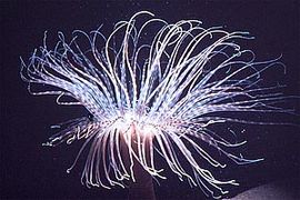 Cnidaria