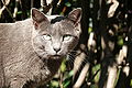 * Nomination A Chartreux Cat by Simon.zfn 12:56, 17 February 2008 (UTC) * Decline overexposure in the most important image part: the eyes --Ikiwaner 21:59, 17 February 2008 (UTC)