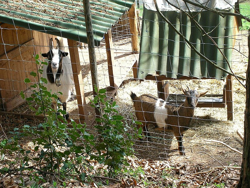 File:Chèvres (Capra aegagrus hircus) (02).jpg