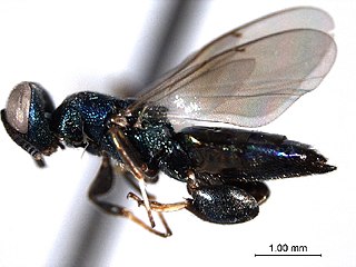 Chalcedectus hyalinipennis Sample ID CNCHYM 10623.jpg