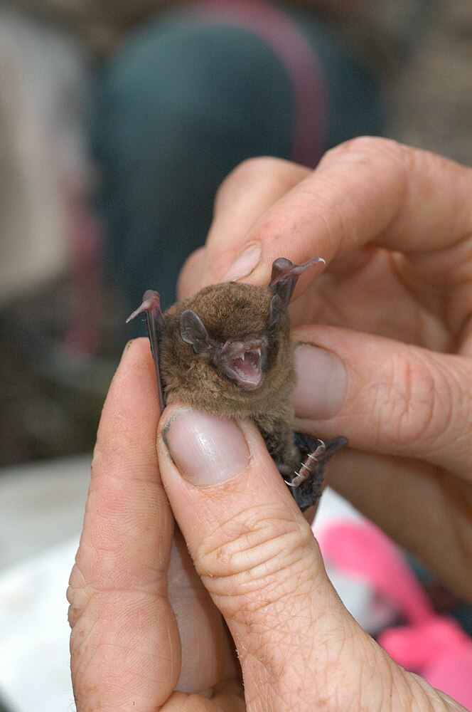 The average litter size of a Chocolate wattled bat is 1