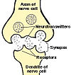 The synapse seperates the dendrites