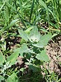 Chenopodium album (ru:Марь белая) (en:White Goosefoo) (de:Weiße Gänsefuß) (lv:Baltā balanda)