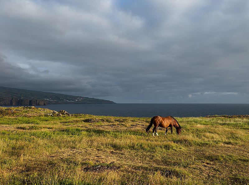 File:Chestnut horse grazing, Fenais da Luz, São Miguel Island, Azores, Portugal (PPL1-Corrected)-2.jpg
