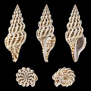 Cheungbeia kawamurai (Kawamura's Turrid), shell