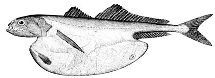 Рыба пожиратель. Рыба Chiasmodon Niger. Рыба Мешкоглот. Большеротый живоглот.