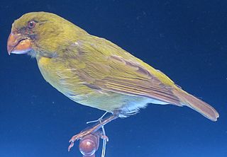 <span class="mw-page-title-main">Kona grosbeak</span> Extinct species of bird