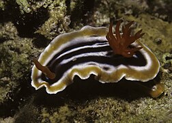 C. magnifica en isla Mactan, Filipinas