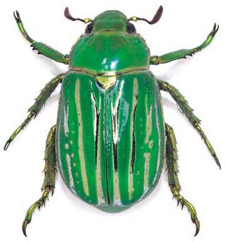 <i>Chrysina gloriosa</i> Species of beetle