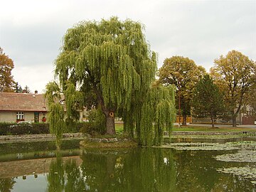 Teich mit Weide auf dem Dorfplatz