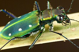 Cicindela flavomaculata