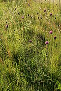 Cirsium tuberosum