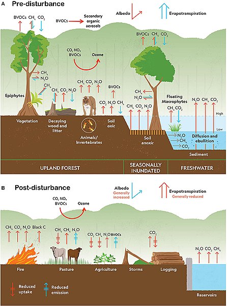 Climate change disturbances of rainforests.[94]