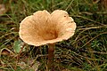 Clitocybe squamulosa