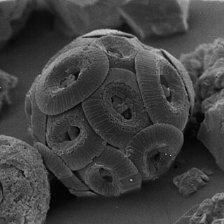 <i>Coccolithus</i> genus of algae