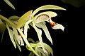 Coelogyne assamica