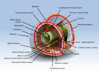 Anatomy of an Annelid