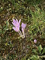 Colchicum autumnale