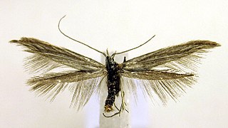 <i>Coleophora conyzae</i> Species of moth