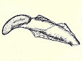 Coleophora leucochrysella case.jpg