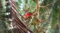 Datei: Collared Lory matei08.ogv