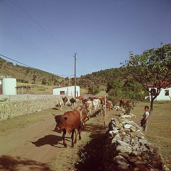 File:Collectie Nationaal Museum van Wereldculturen TM-20017504 Koeien op weg naar de stal Sint Maarten Boy Lawson (Fotograaf).jpg
